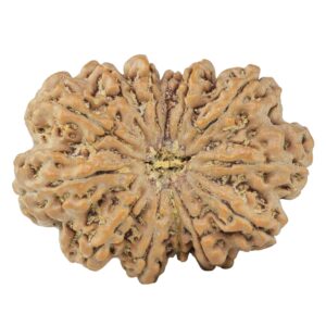 13 Mukhi Rudraksha 33mm 7gm - Rudraksha