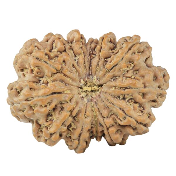13 Mukhi Rudraksha 33mm 7gm - Rudraksha