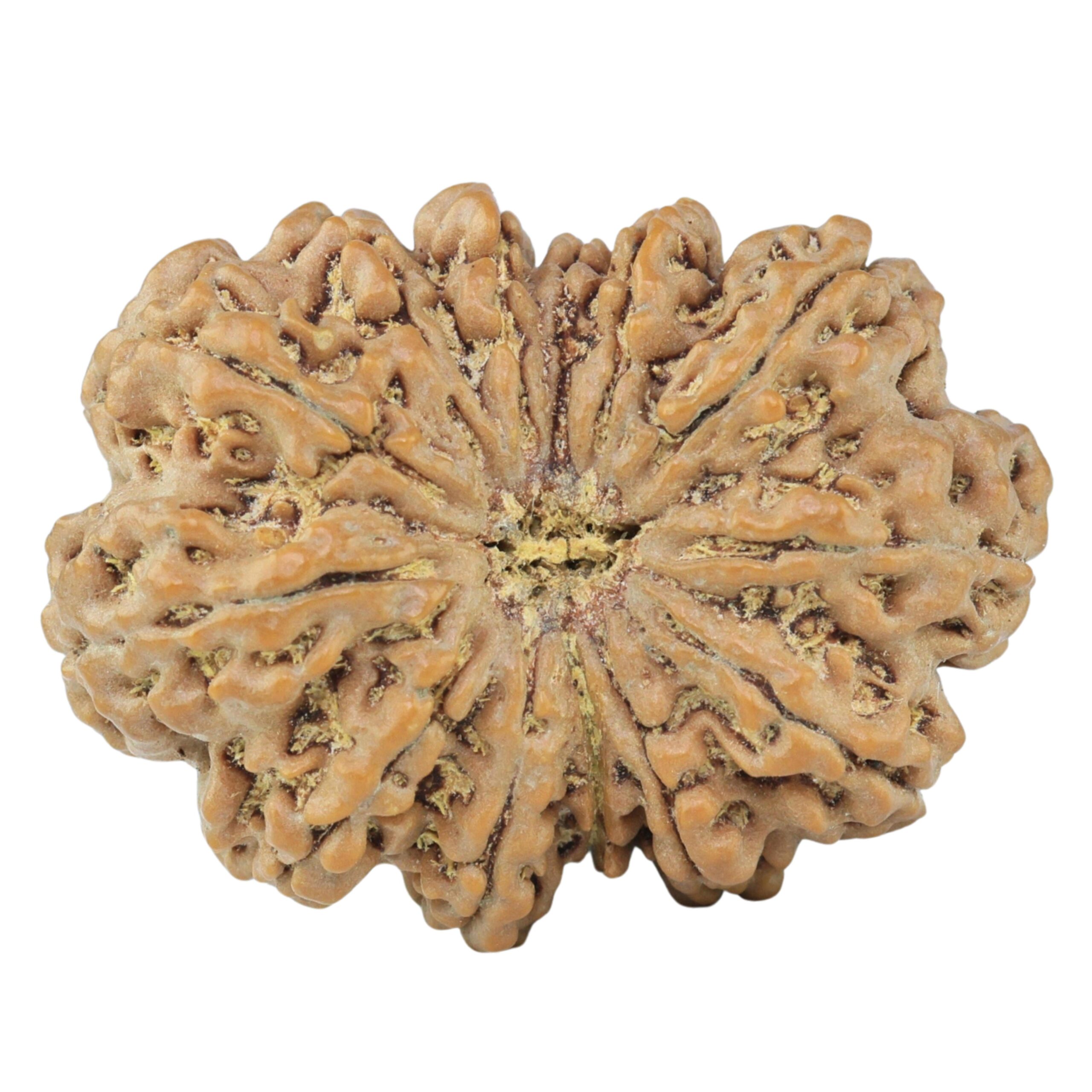13 Mukhi Rudraksha 33mm 7gm - Rudraksha
