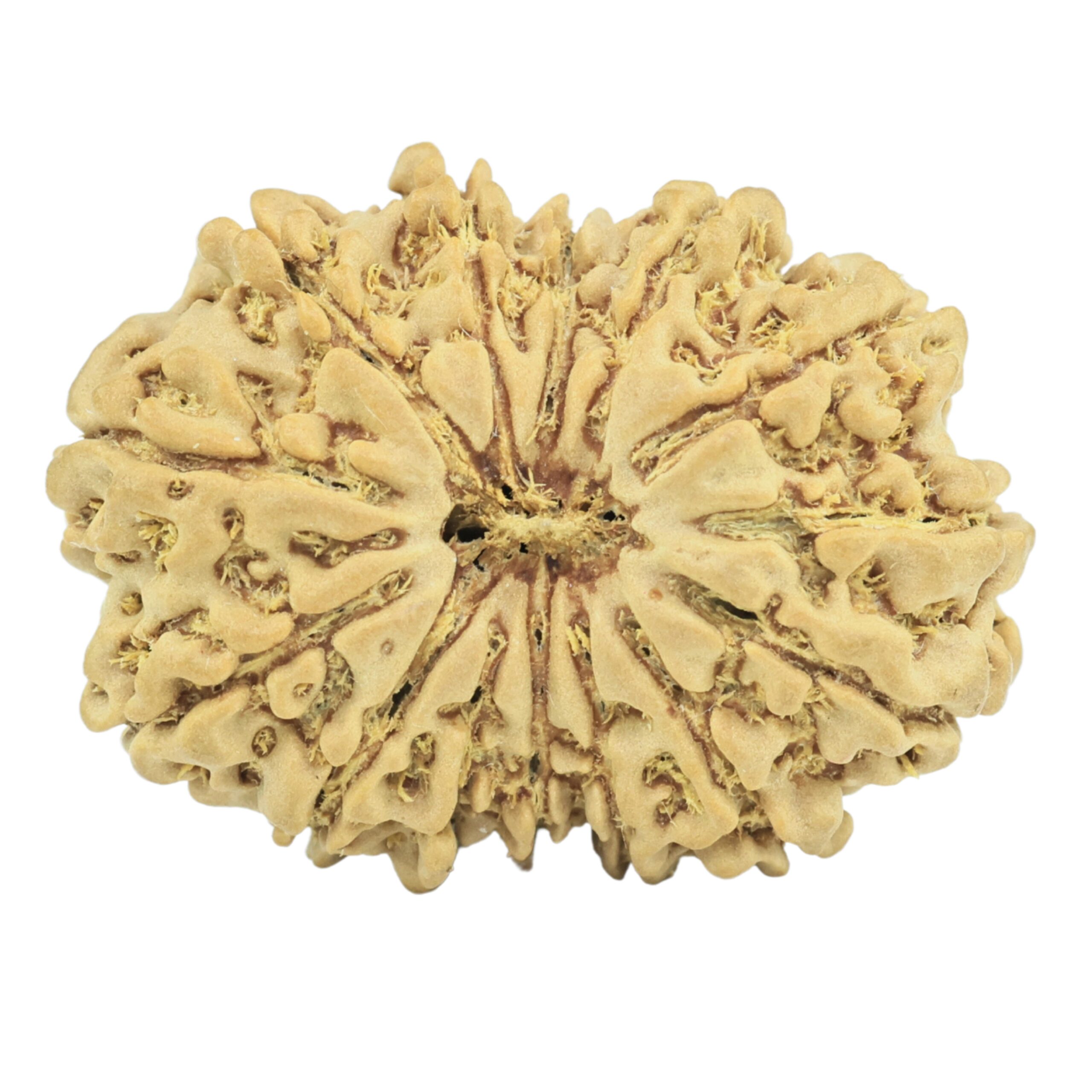 14 Mukhi Rudraksha 26mm 3.32gm - Rudraksha
