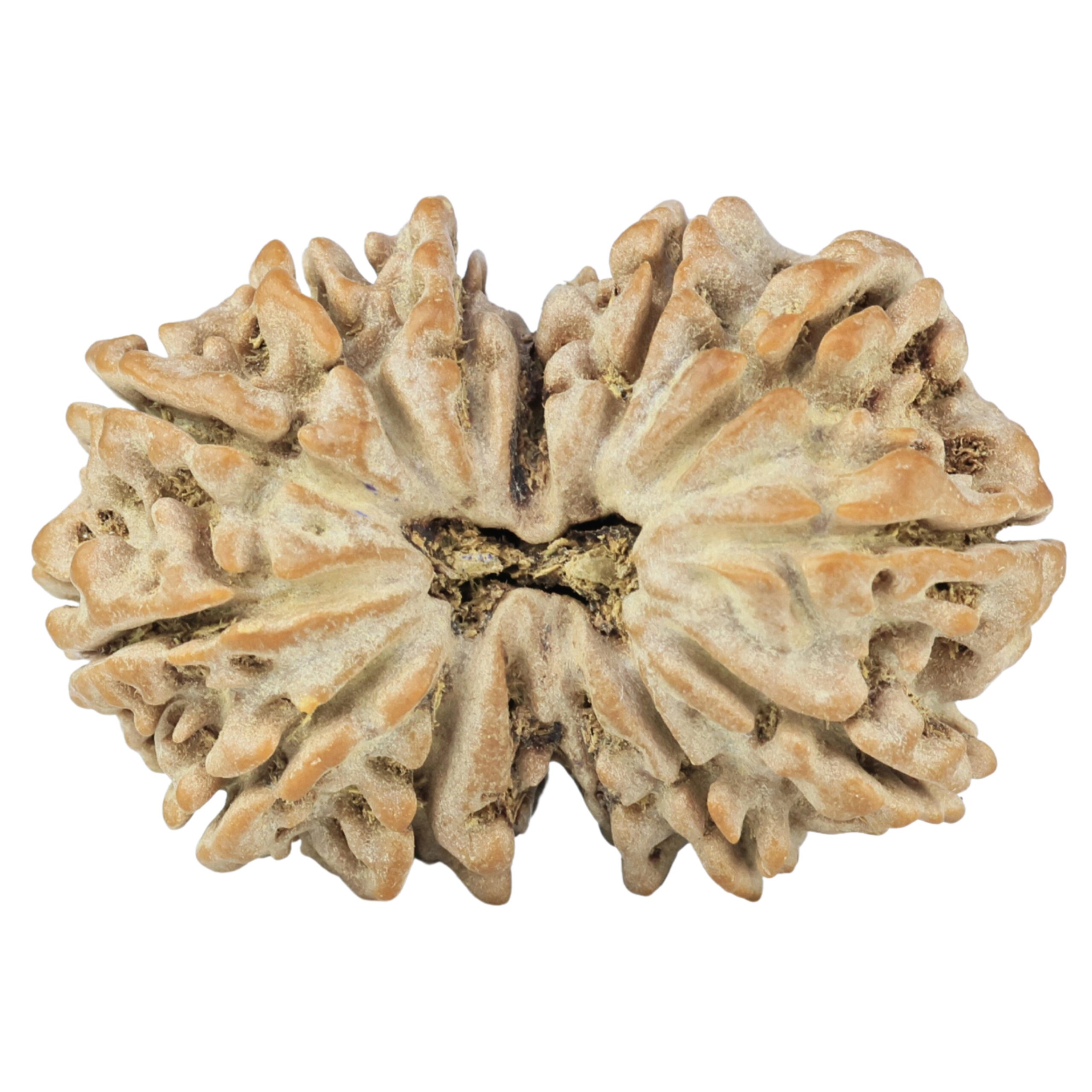 14 Mukhi Gaurishankar 35.2mm 7.29gm - Rudraksha