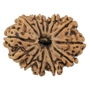 13 Mukhi Rudraksha 33.4mm 6.33gm - Rudraksha
