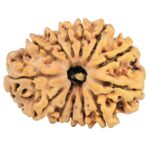 13 Mukhi Rudraksha 31.6mm 6.5gm - Origin: Nepal - Rudraksha