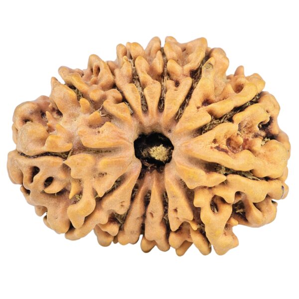 13 Mukhi Rudraksha 31.6mm 6.5gm - Origin: Nepal - Rudraksha