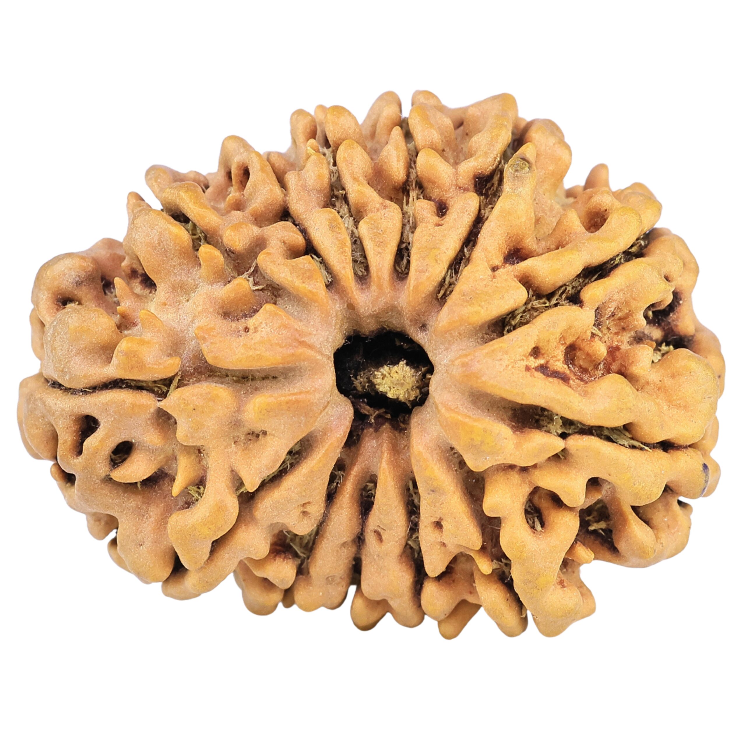 13 Mukhi Rudraksha 31.6mm 6.5gm - Origin: Nepal - Rudraksha