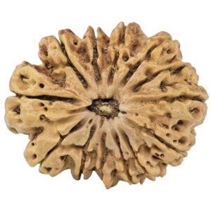 13 Mukhi Rudraksha 32.1mm 5.09gm - Rudraksha