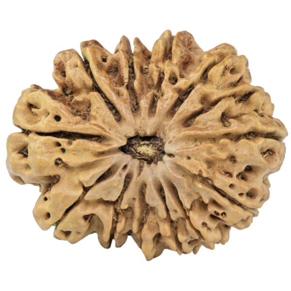 13 Mukhi Rudraksha 32.1mm 5.09gm - Rudraksha