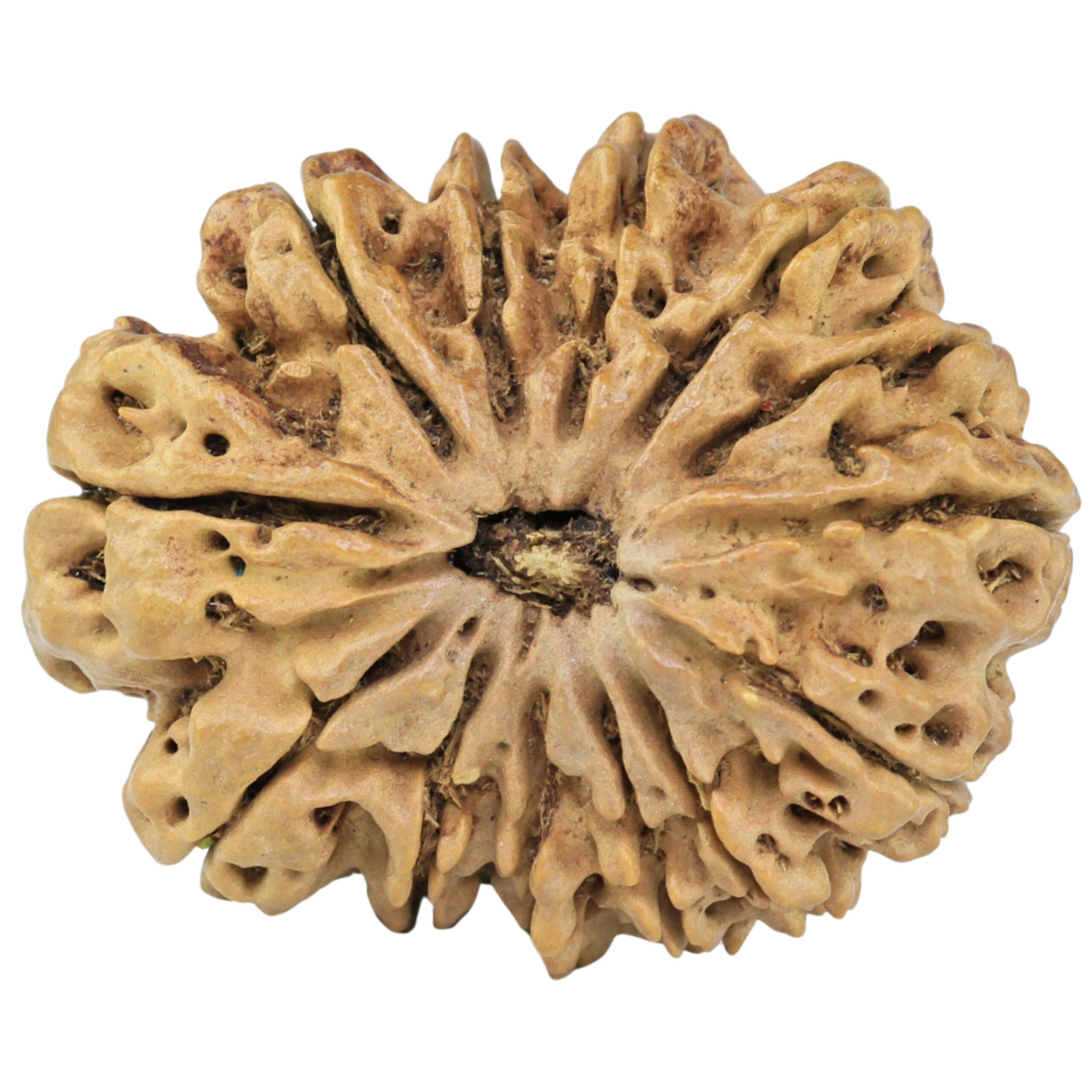 13 Mukhi Rudraksha 32.1mm 5.09gm - Rudraksha
