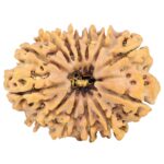 13 Mukhi Rudraksha 33mm 7gm - Origin: Nepal - Rudraksha