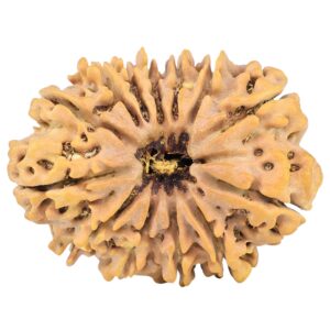 13 Mukhi Rudraksha 33mm 7gm - Origin: Nepal - Rudraksha
