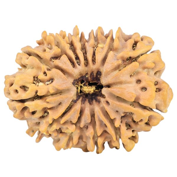 13 Mukhi Rudraksha 33mm 7gm - Origin: Nepal - Rudraksha