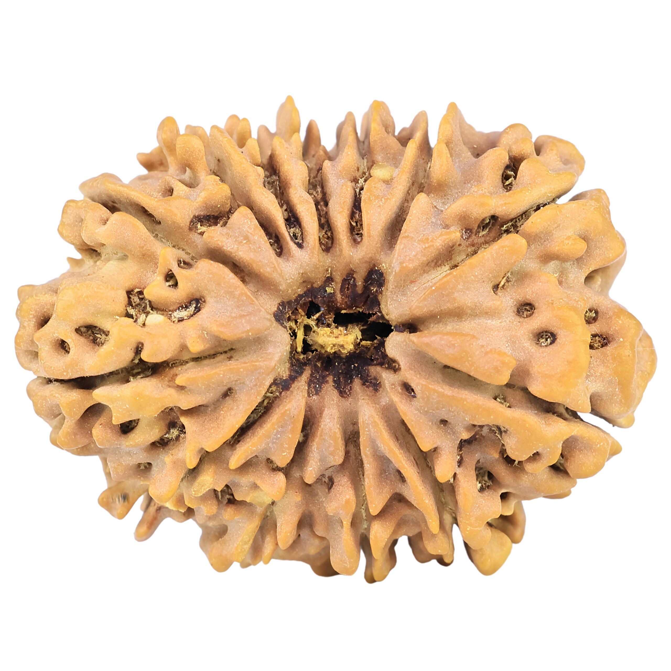 13 Mukhi Rudraksha 33mm 7gm - Origin: Nepal - Rudraksha