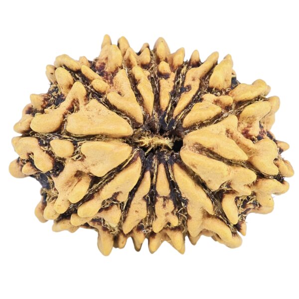 13 Mukhi Rudraksha 21.6mm 1.86gm - Rudraksha