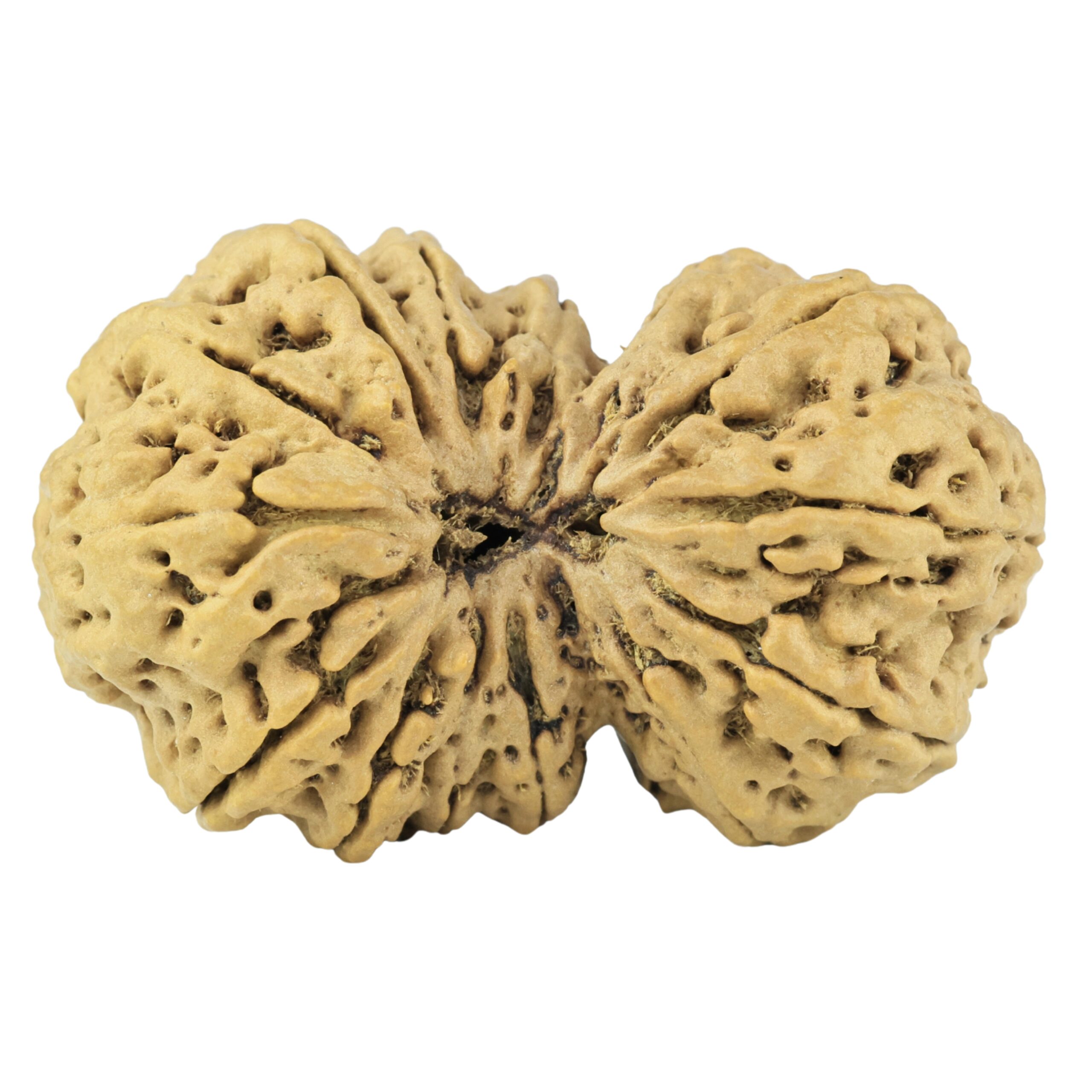 14 Mukhi Gaurishankar 35.8mm 5.68gm - Rudraksha