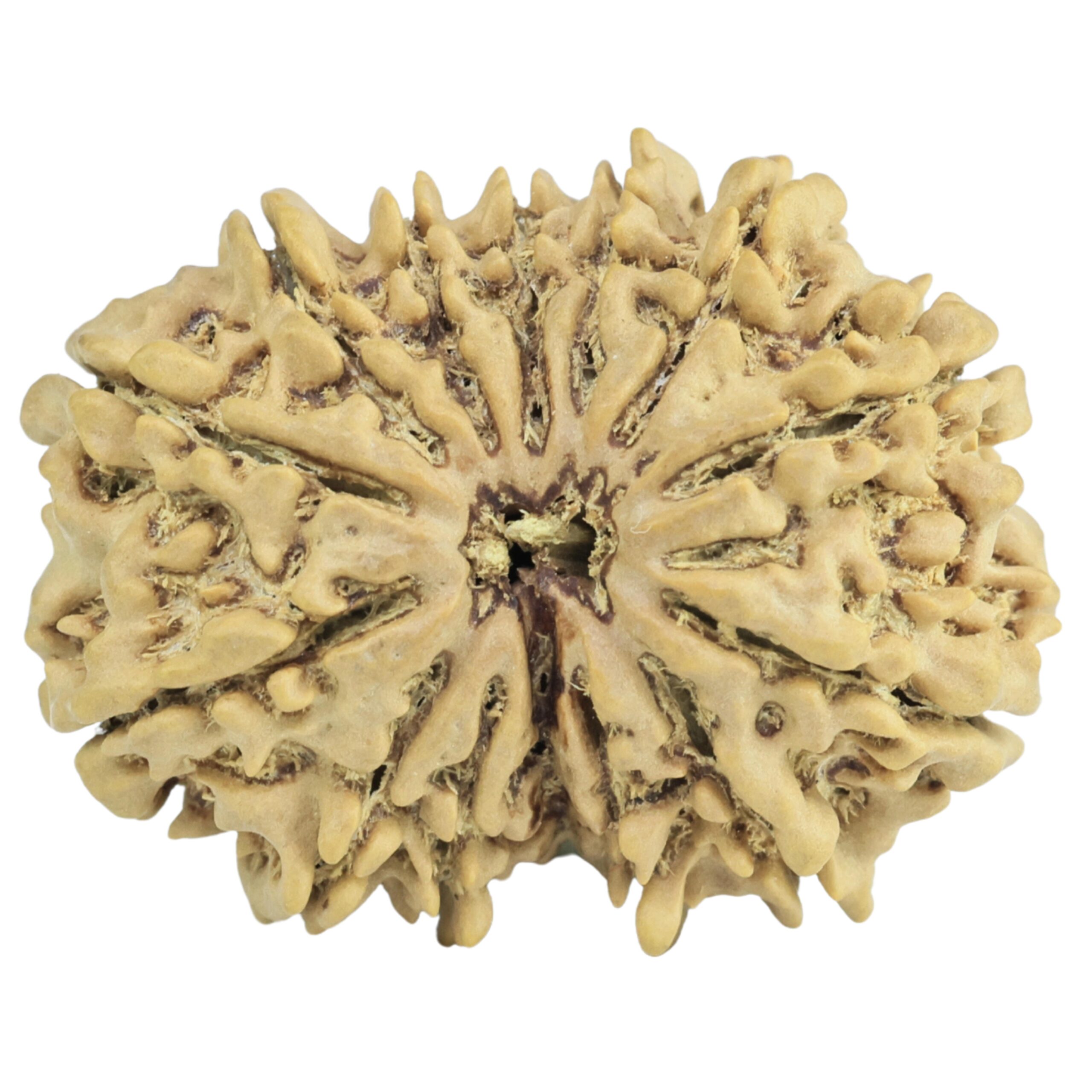 14 Mukhi Rudraksha 28.3mm 4.3gm - Rudraksha