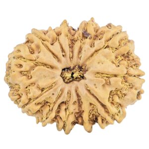 12 Mukhi Rudraksha 33.7mm 8.35gm - Rudraksha