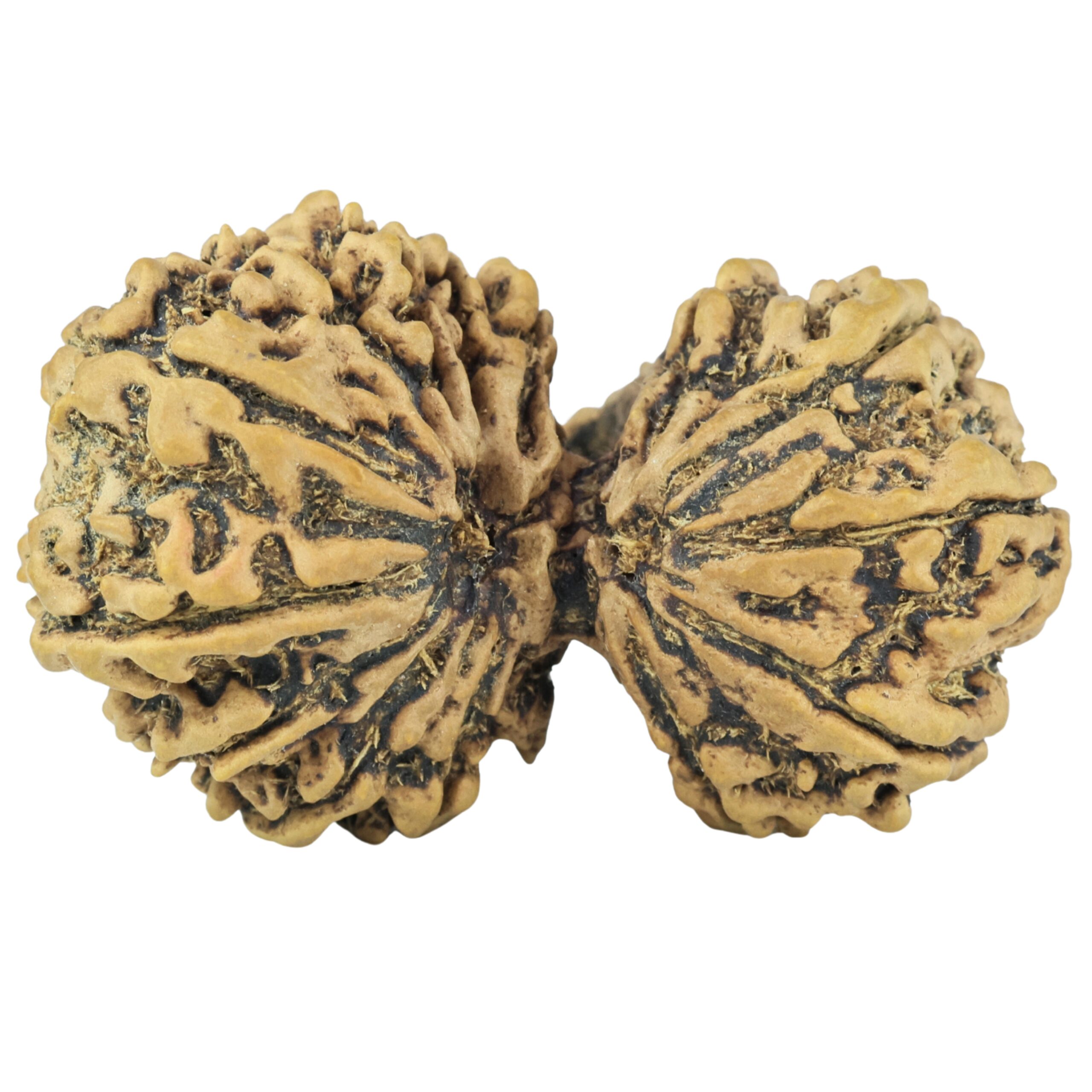 14 Mukhi Gaurishankar 45.2mm 10.69gm - Rudraksha