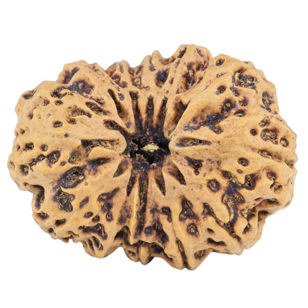 12 Mukhi Rudraksha 36.8mm 9.78gm - Rudraksha