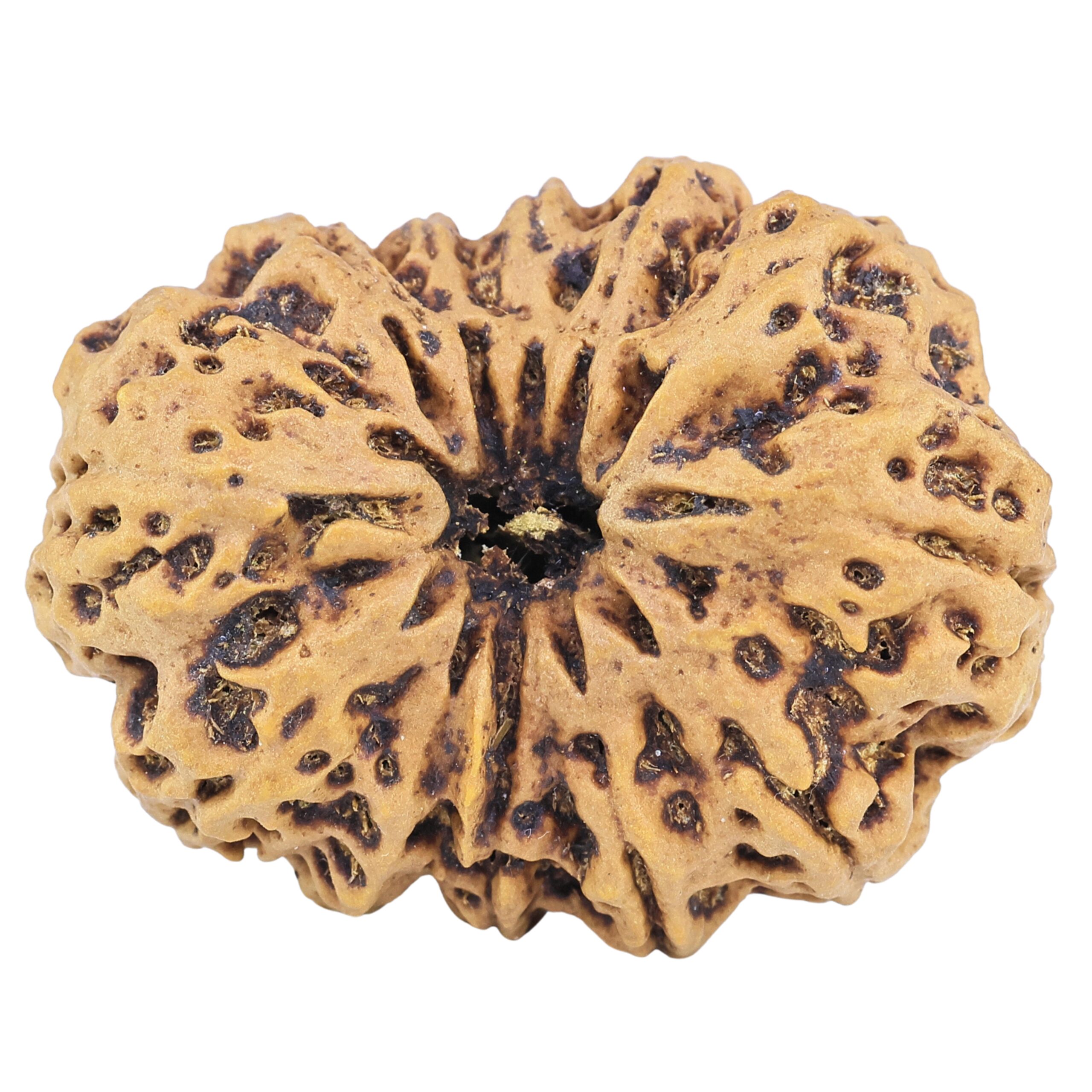 12 Mukhi Rudraksha 36.8mm 9.78gm - Rudraksha