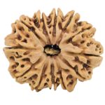 12 Mukhi Rudraksha 32.3mm 6.23gm - Rudraksha