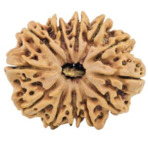 12 Mukhi Rudraksha 32.3mm 6.23gm - Rudraksha
