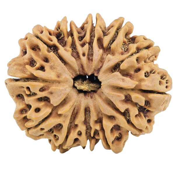 12 Mukhi Rudraksha 32.3mm 6.23gm - Rudraksha