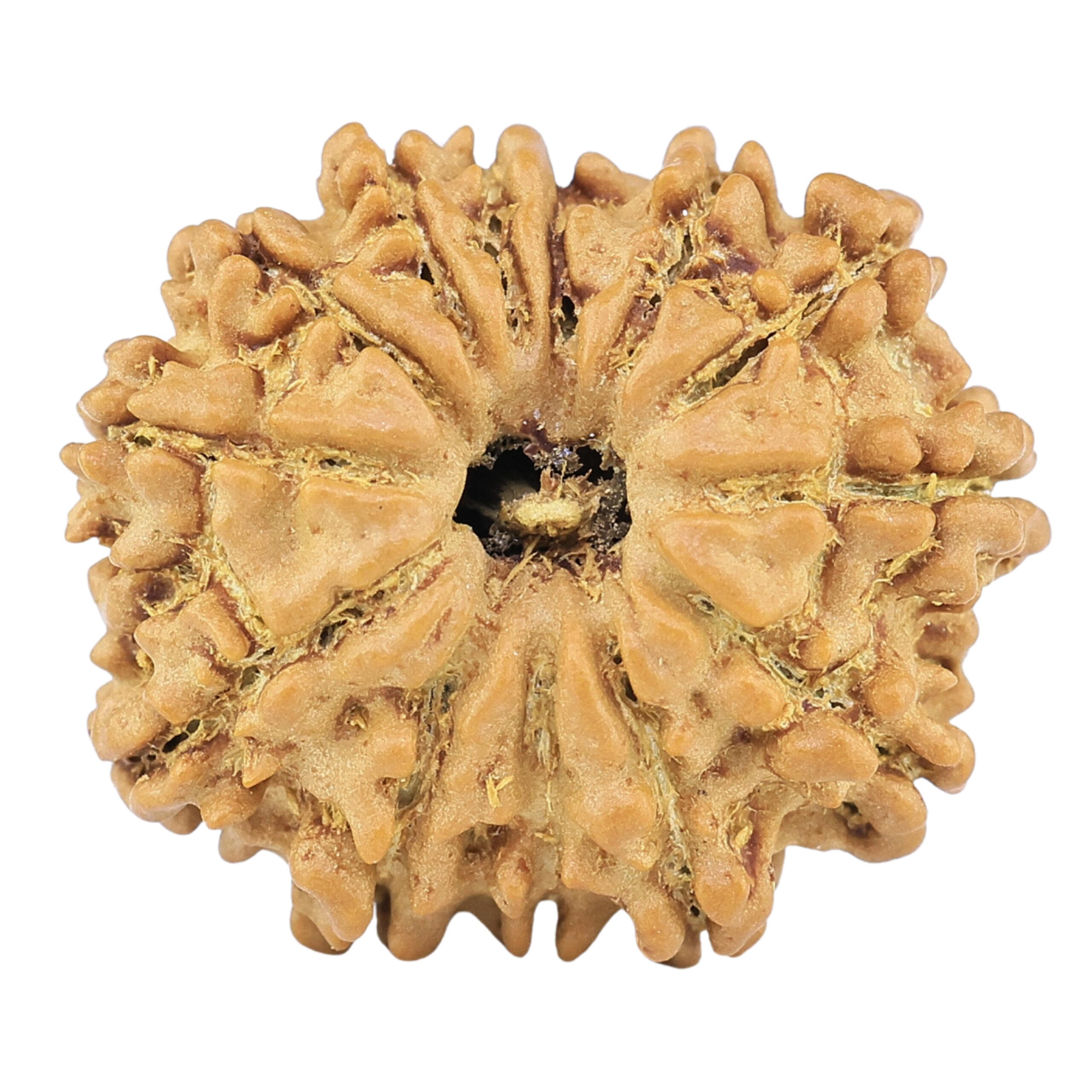 13 Mukhi Rudraksha 19.3mm 1.77gm - Rudraksha