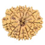 12 Mukhi Rudraksha 25.3mm 3.26gm - Rudraksha