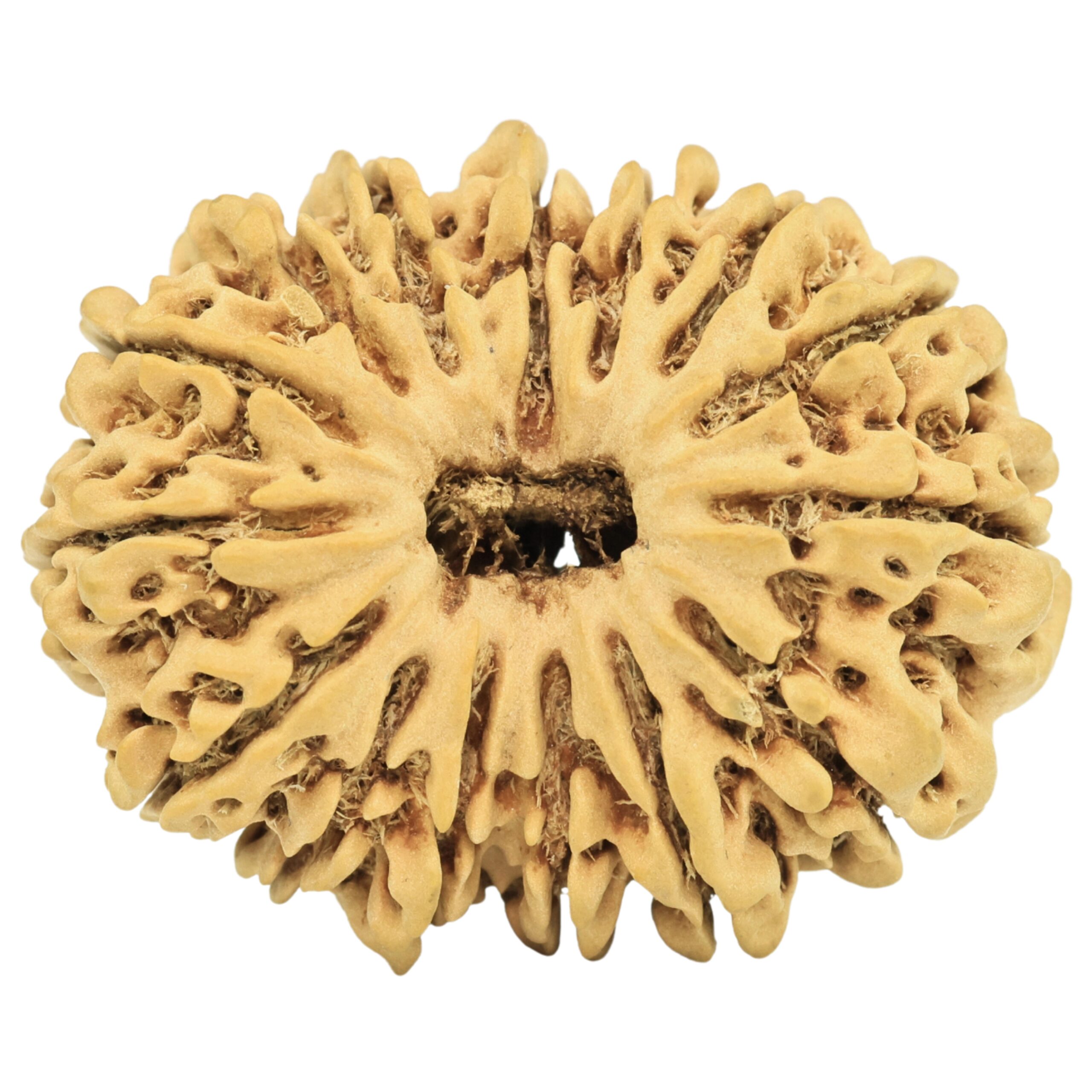 15 Mukhi Rudraksha 29.5mm 4gm - Origin: Nepal - Rudraksha