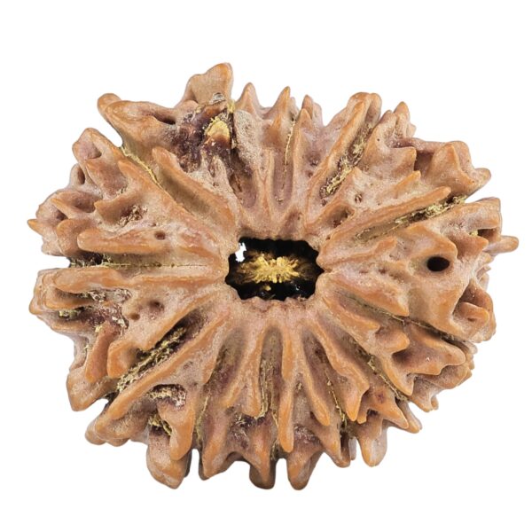 12 Mukhi Rudraksha 27.6mm 4.44gm - Rudraksha