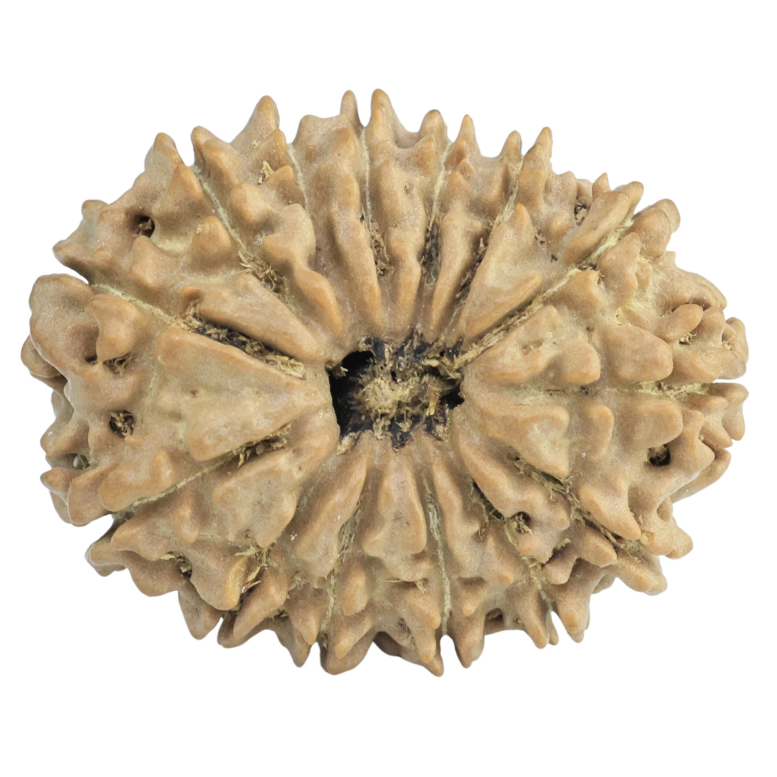 14 Mukhi Rudraksha 25.1mm 3.17gm - Rudraksha