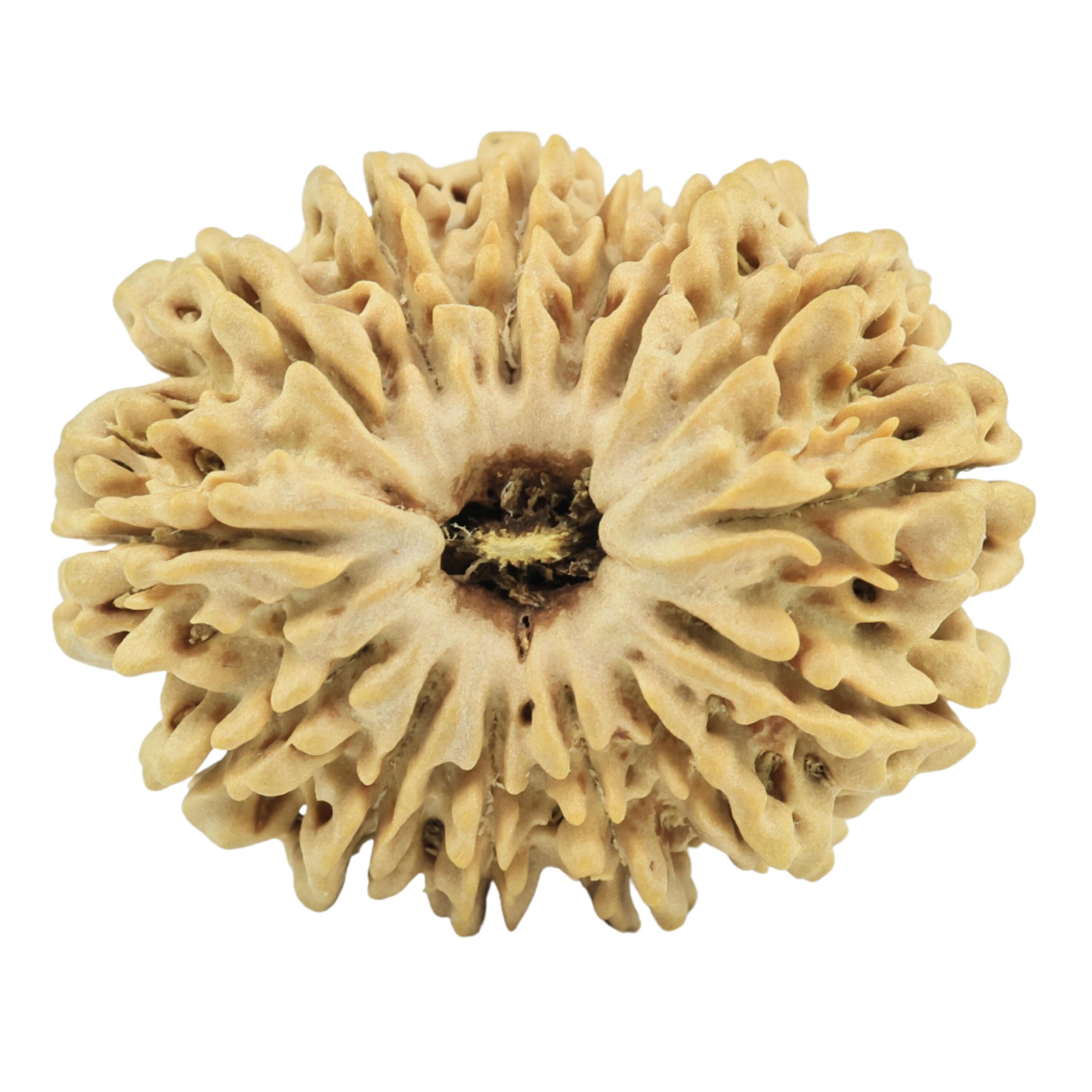 14 Mukhi Rudraksha 25.8mm 3.6gm - Rudraksha