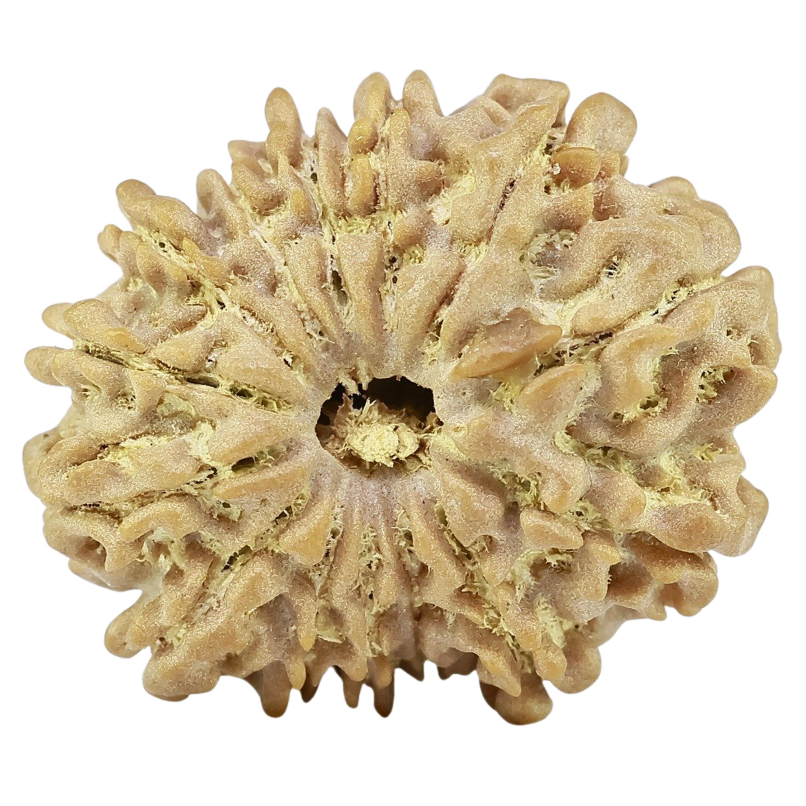 14 Mukhi Rudraksha 23.8mm 3.13gm - Rudraksha