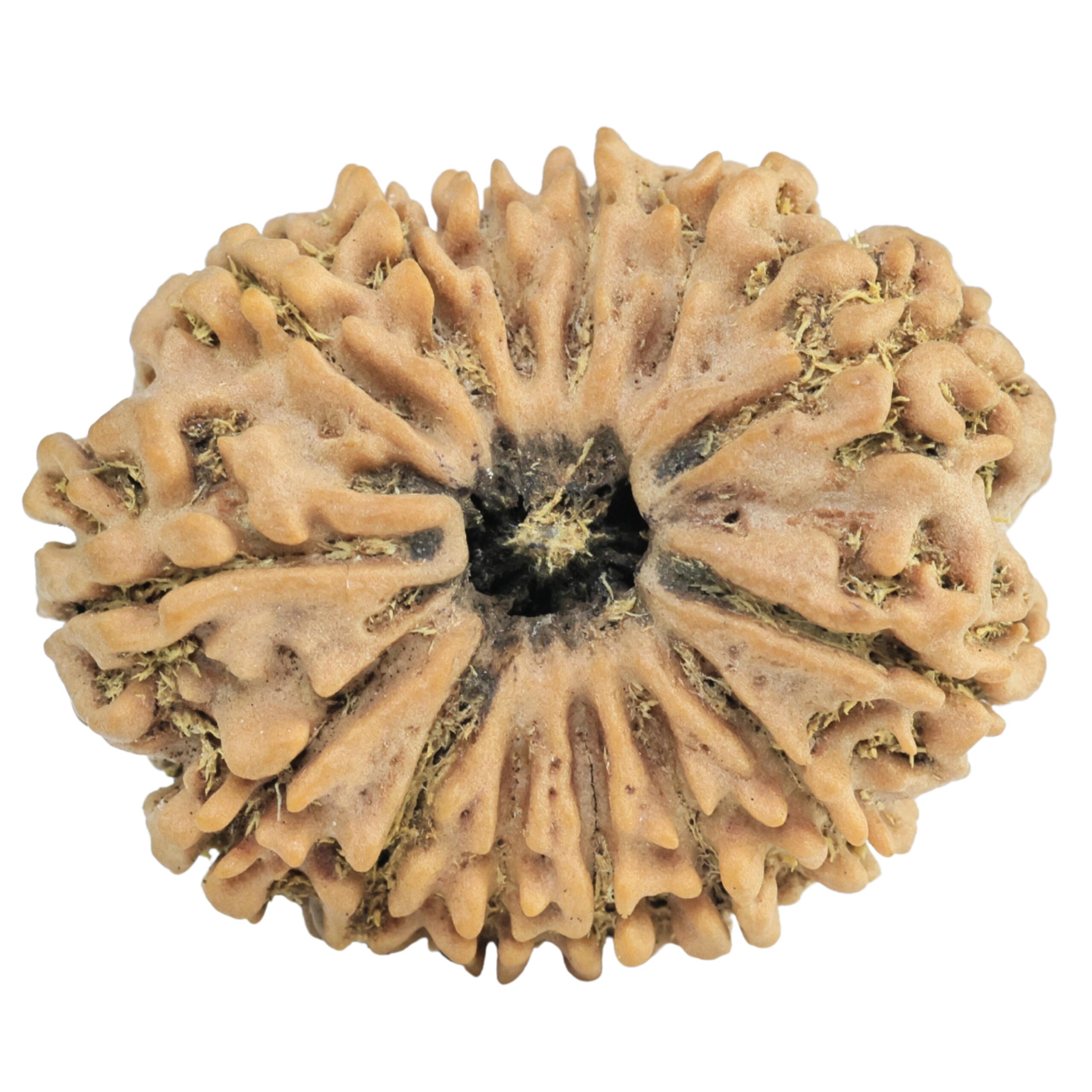14 Mukhi Rudraksha 30.8mm 6.17gm - Rudraksha