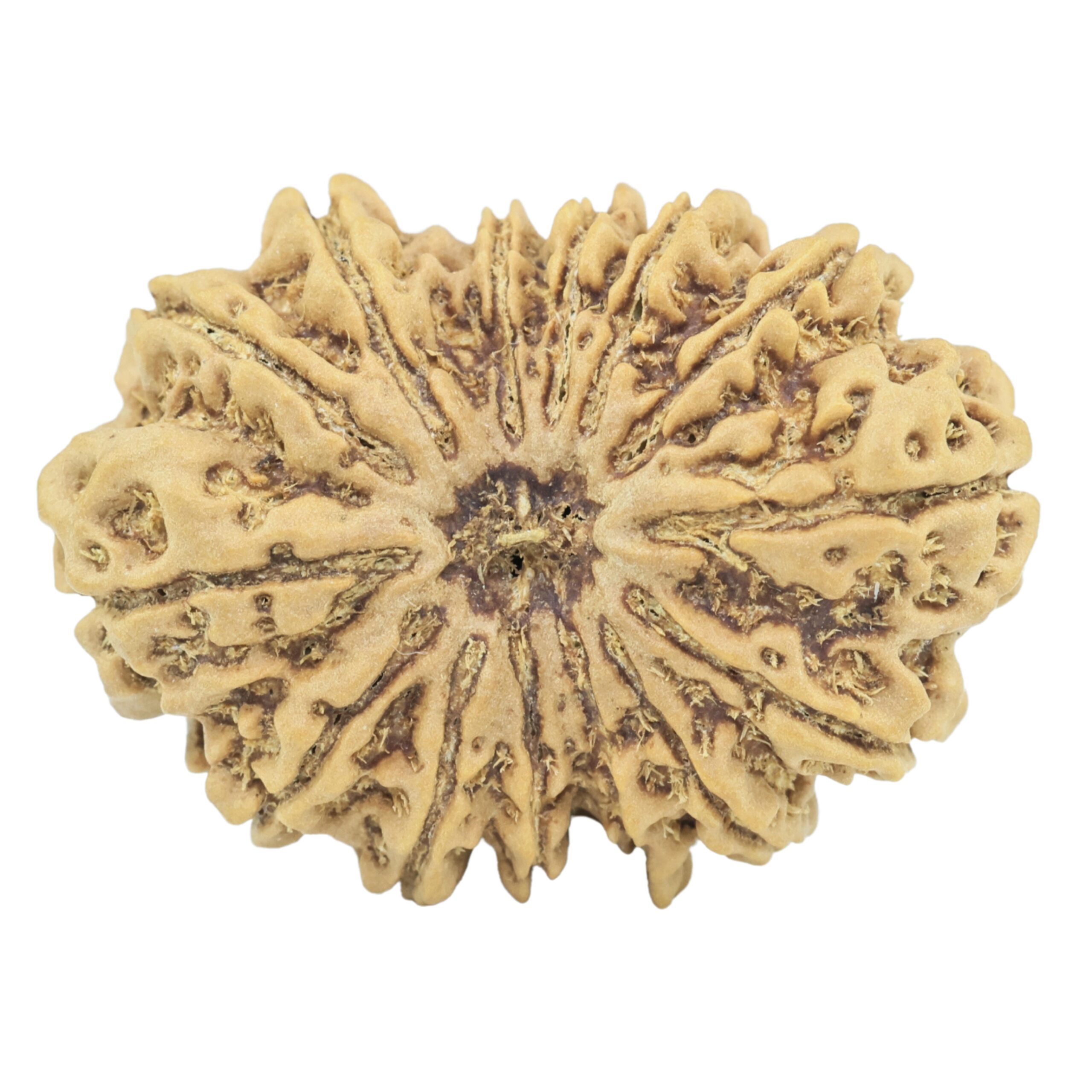 14 Mukhi Rudraksha 30.2mm 4.85gm - Rudraksha