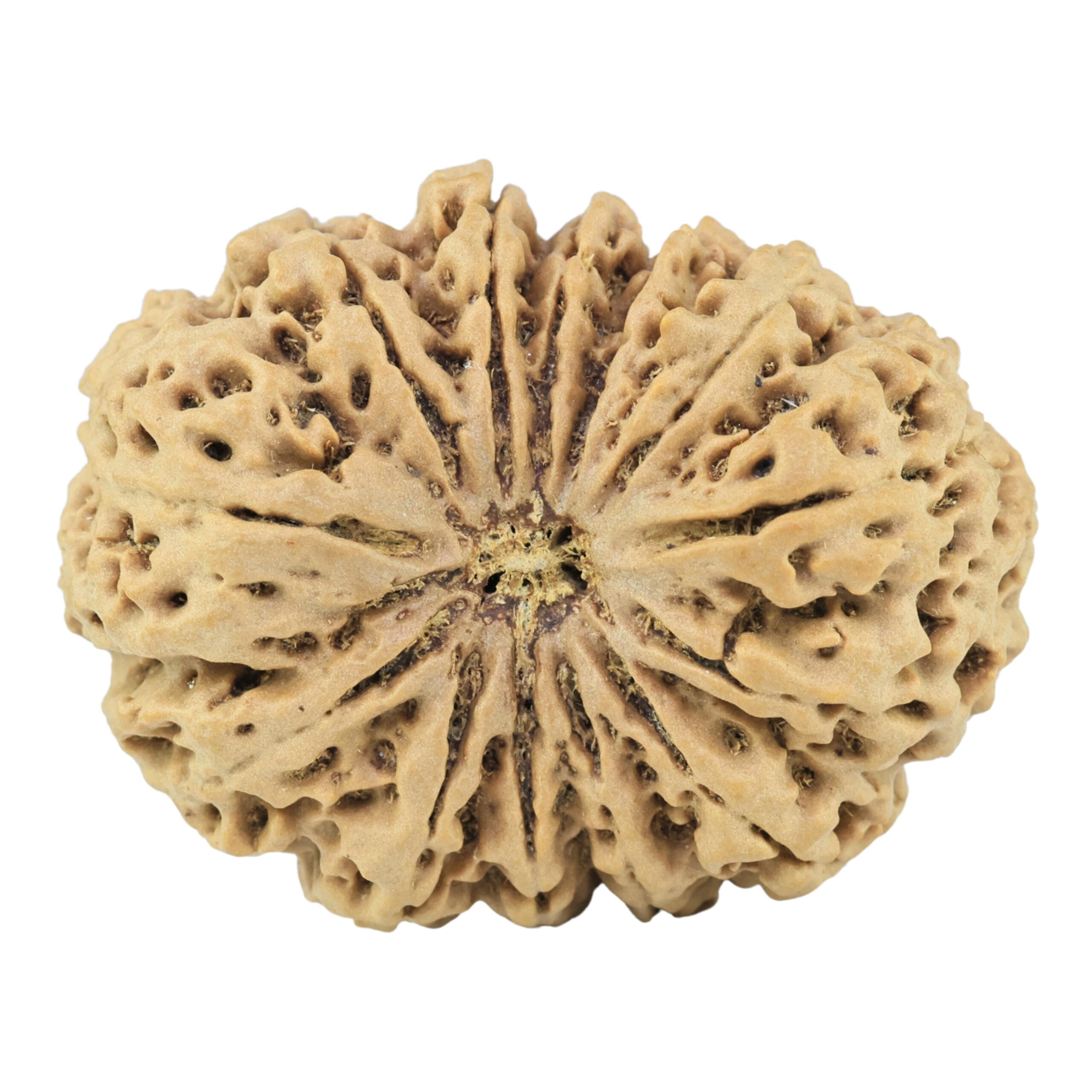 13 Mukhi Rudraksha 38mm 10.34gm - Rudraksha