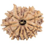 13 Mukhi Rudraksha 22.3mm 2.92gm - Rudraksha