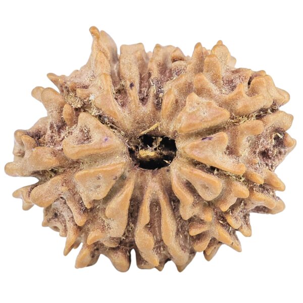 13 Mukhi Rudraksha 22.3mm 2.92gm - Rudraksha