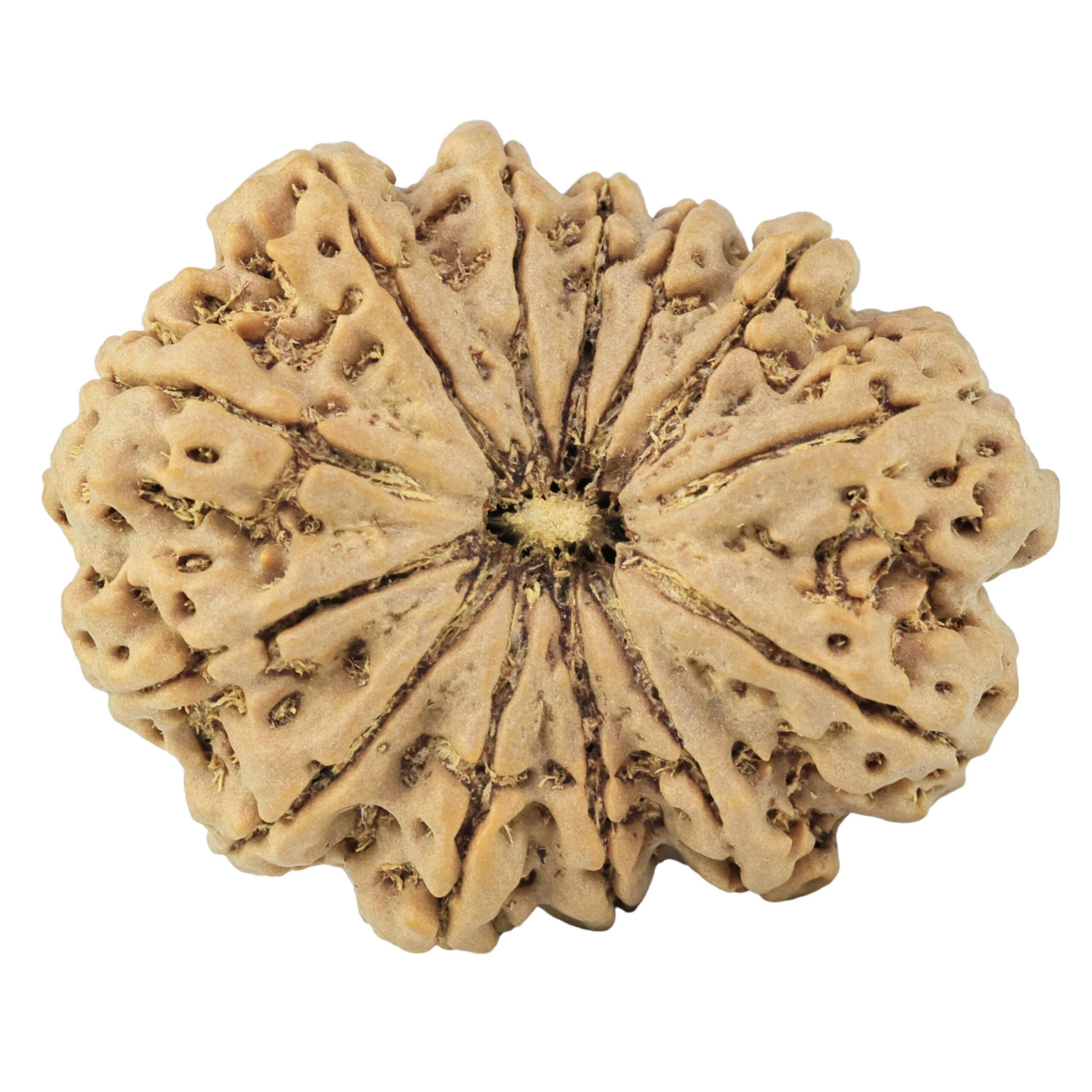 13 Mukhi Rudraksha 37.6mm 9.75gm - Rudraksha