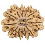 12 Mukhi Rudraksha 33.8mm 7.79gm - Rudraksha