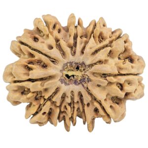 12 Mukhi Rudraksha 33.8mm 7.79gm - Rudraksha