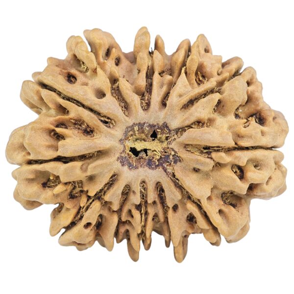 12 Mukhi Rudraksha 33.8mm 7.79gm - Rudraksha