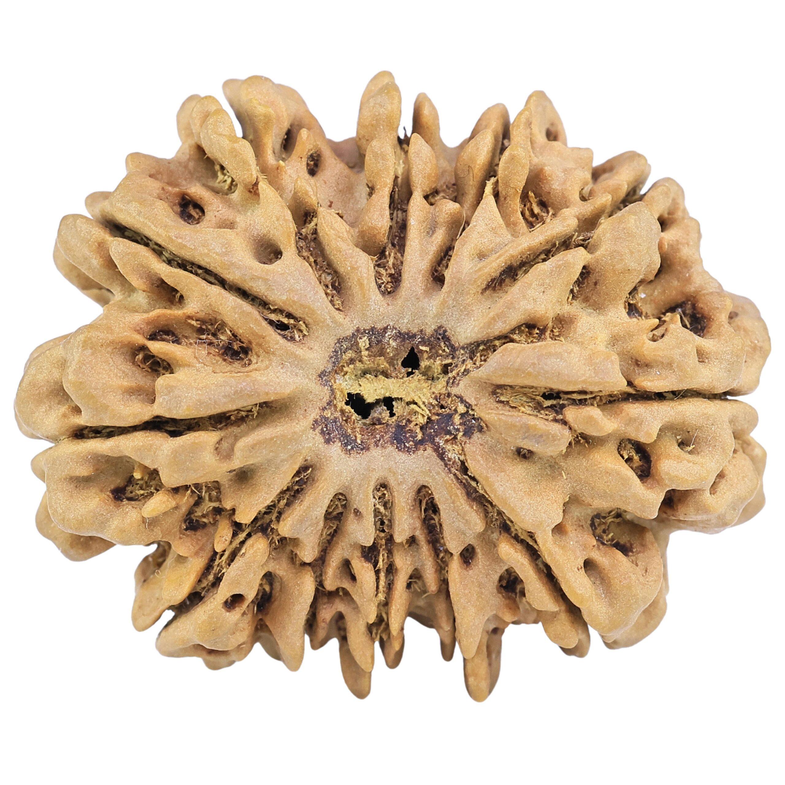 12 Mukhi Rudraksha 33.8mm 7.79gm - Rudraksha