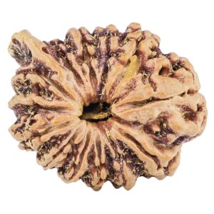 13 Mukhi Ganesh 21.6mm 2.65gm - Rudraksha