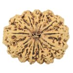 13 Mukhi Rudraksha 34.1mm 6.83gm - Rudraksha