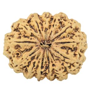 13 Mukhi Rudraksha 34.1mm 6.83gm - Rudraksha