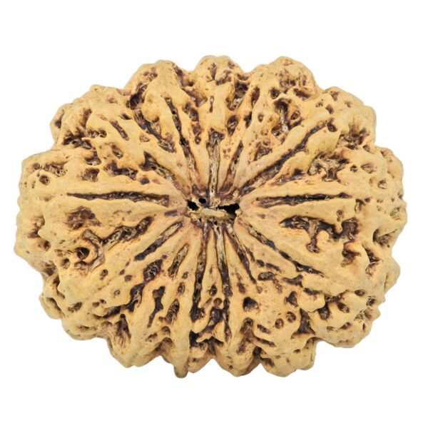 13 Mukhi Rudraksha 34.1mm 6.83gm - Rudraksha