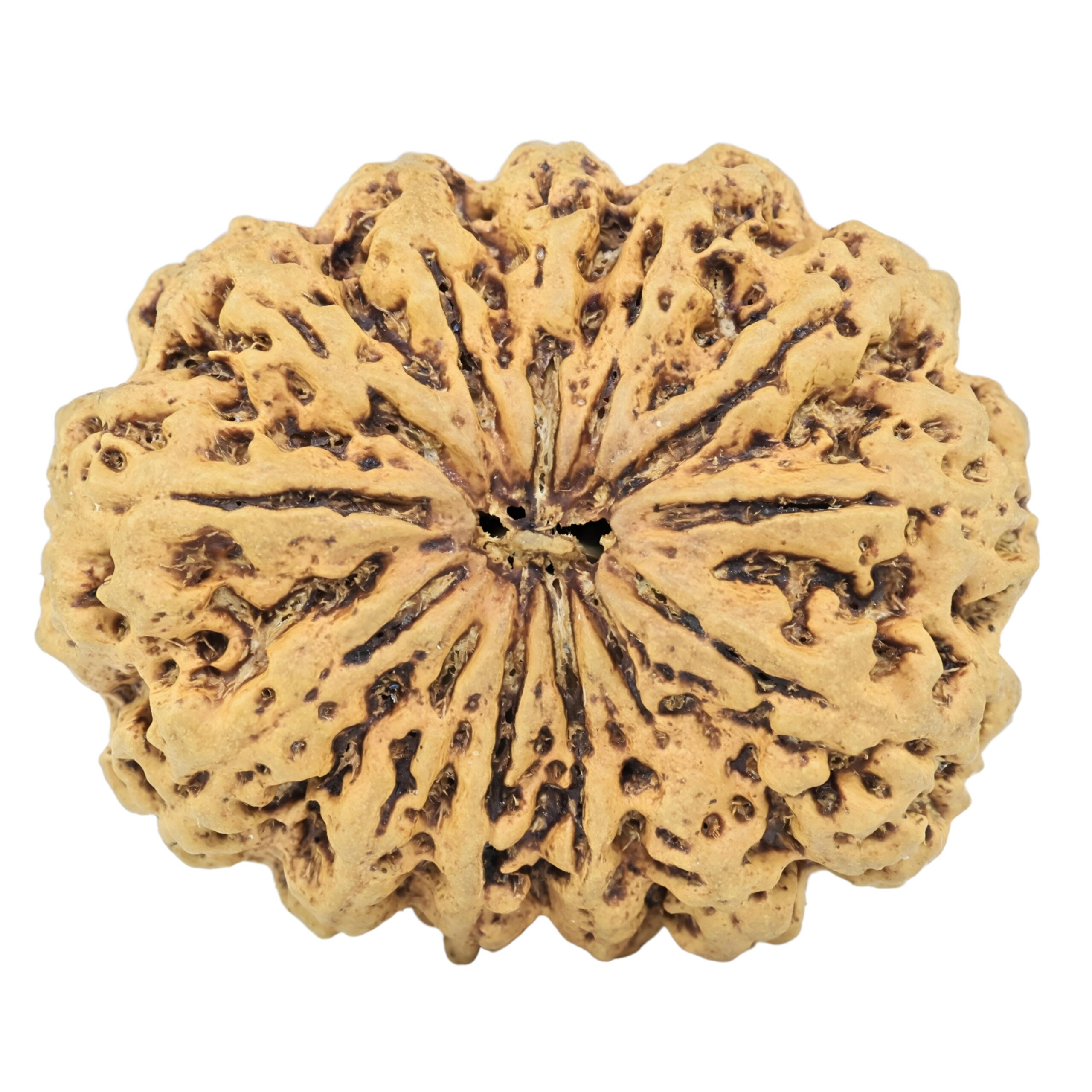 13 Mukhi Rudraksha 34.1mm 6.83gm - Rudraksha