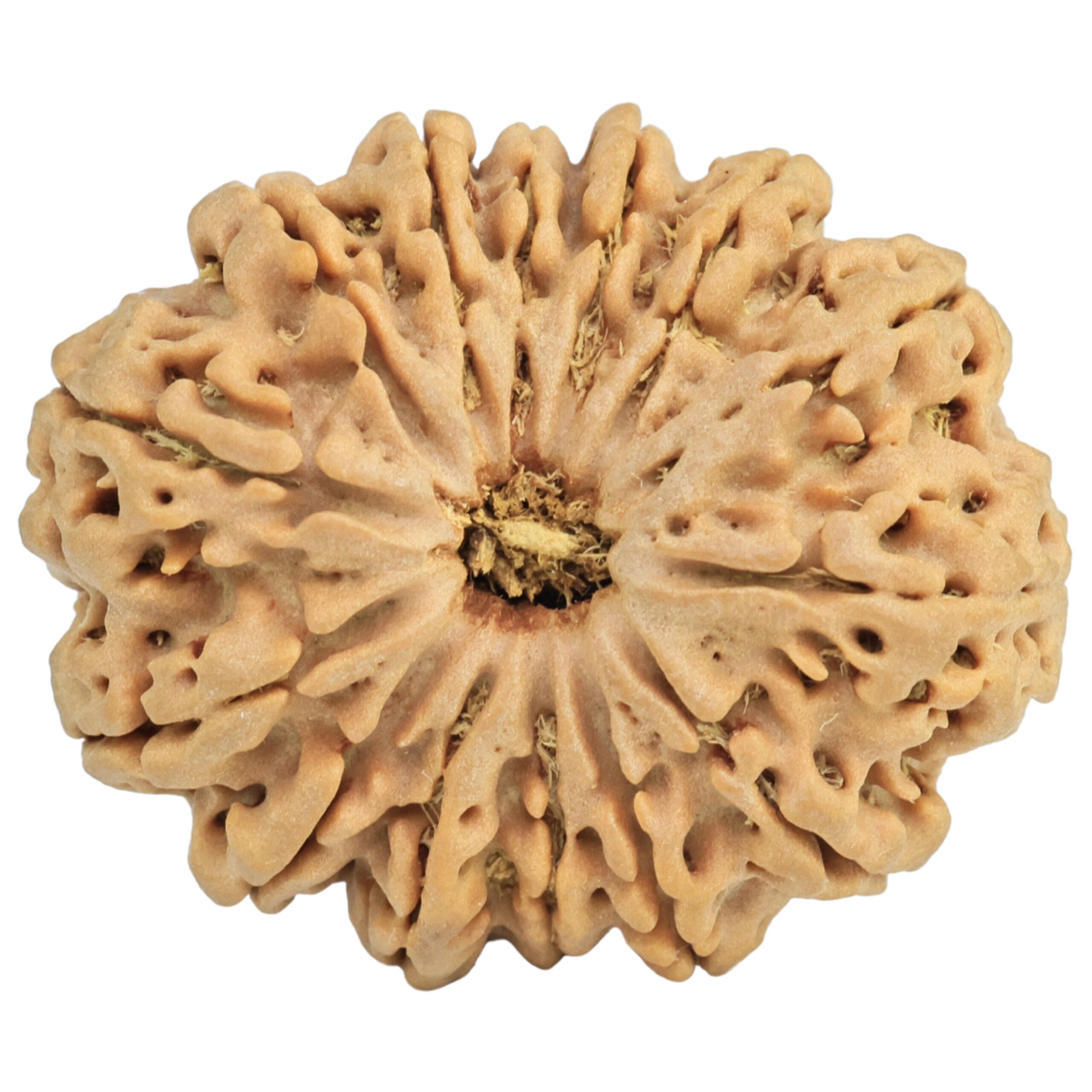 14 Mukhi Rudraksha 30.8mm 6.6gm - Rudraksha