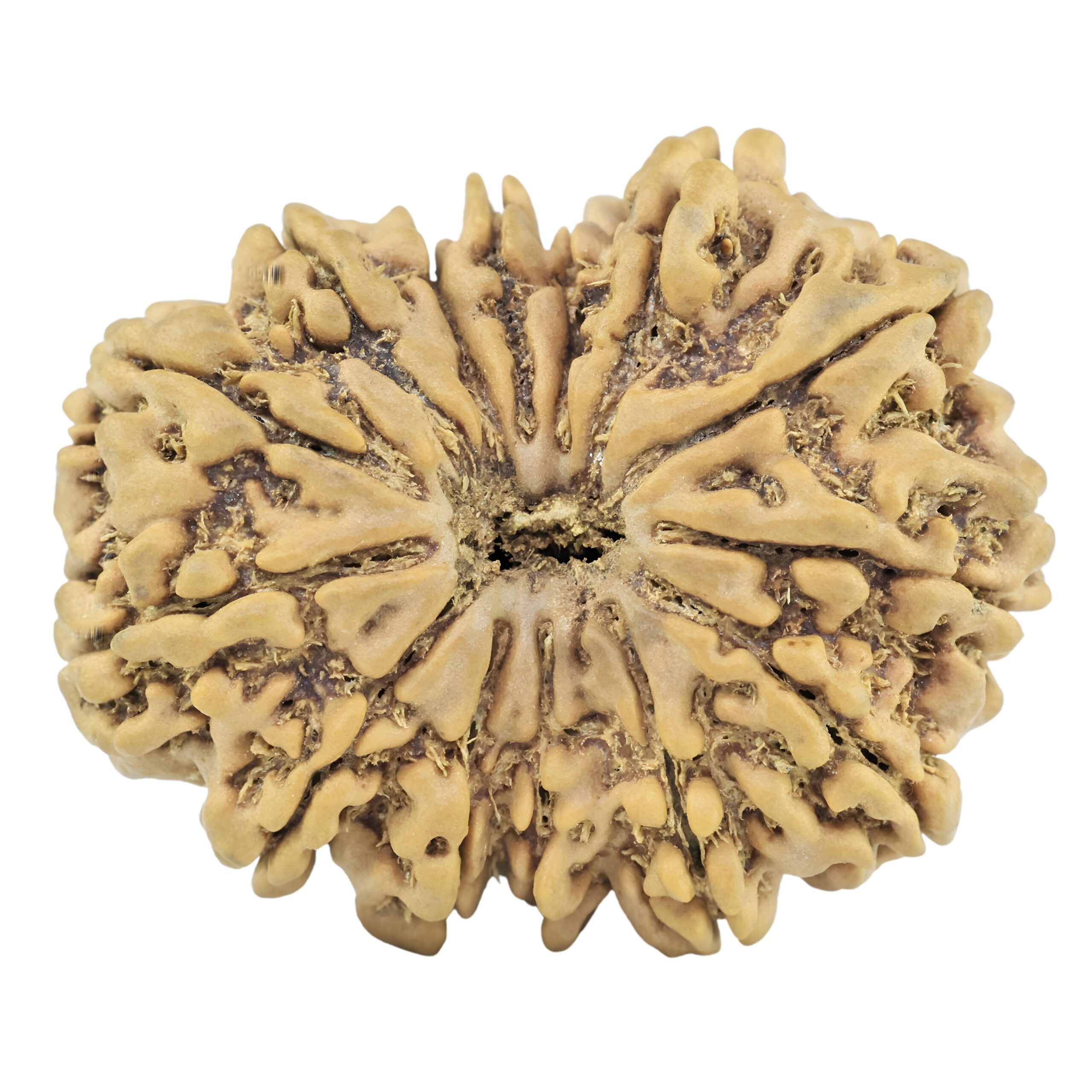 14 Mukhi Rudraksha 29.8mm 4.89gm - Rudraksha